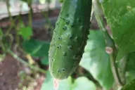 Cucumber