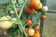 Tomaten