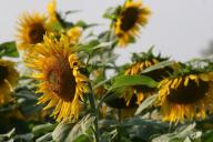 Tournesol