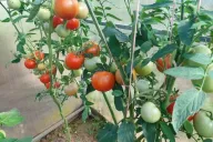 Tomates