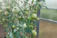 Tomatoes