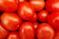 tomates