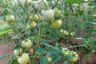 tomates