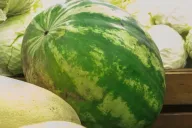 Wassermelone