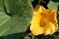 Fleurs de courgettes