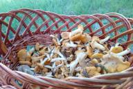 Champignons Chanterelles