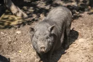 Pig