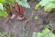 beetroot