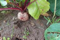 beetroot