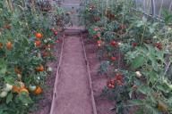 tomates