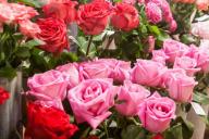 rosas