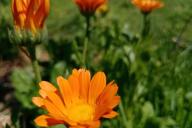 Calendula