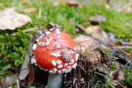 Amanita muscaria