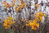 Autumn Bush