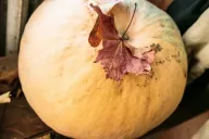 Calabaza