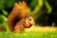 squirrel