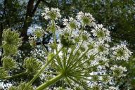 hogweed