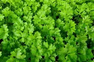 Parsley