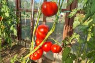 Tomaten