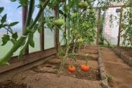 tomates