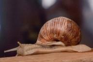 Snail