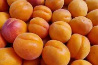 Apricot