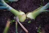 Onion bed