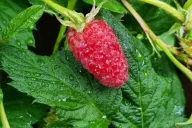 Framboise