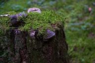 Moss Stump