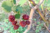 Beeren 