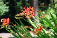 Crocosmia