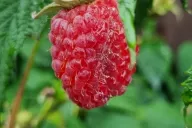 Raspberry