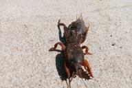 mole cricket