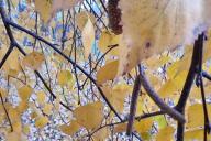 feuilles