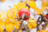 Rose hip