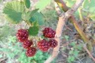 Beeren