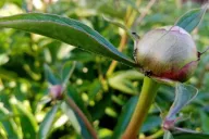 Peonies Ants