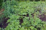 Garden Bed Plants