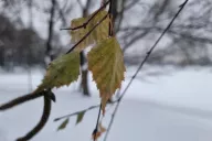 Hojas De Invierno