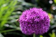 Allium