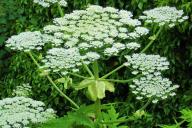 Hogweed