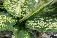 Dieffenbachia