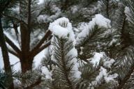 Weihnachtsbaum