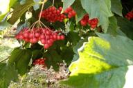 Viburnum