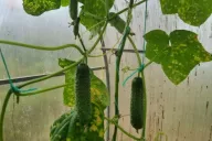 Cucumbers