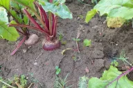 Beet