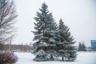 Weihnachtsbaum