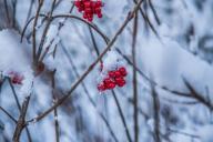 Winter Berries