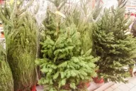 Christmas trees