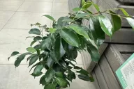 Ficus